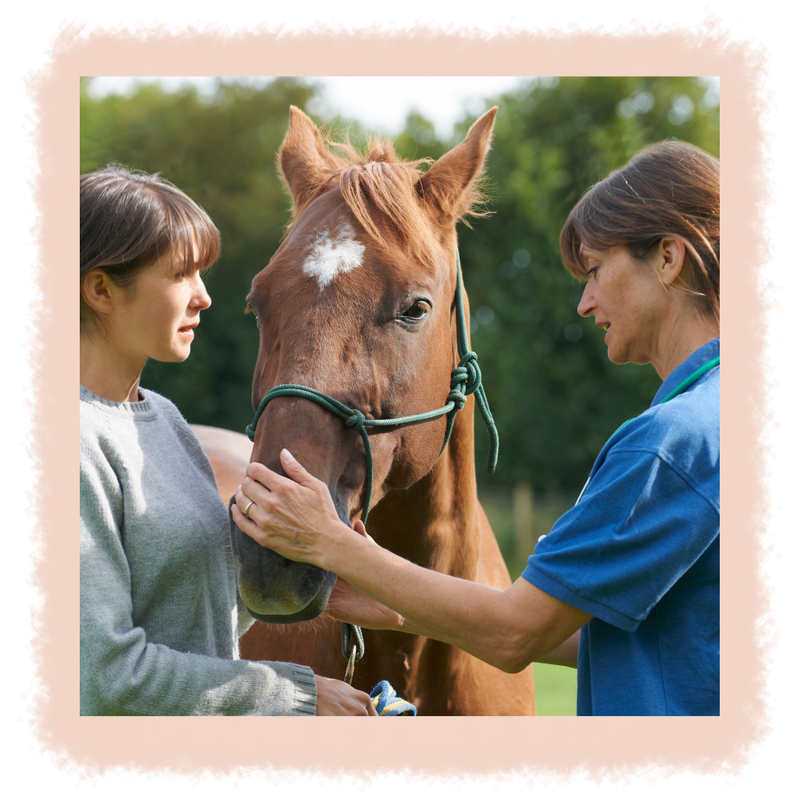 Fall/Winter Mane Care Tips for Horse Owners Carter Veterinary